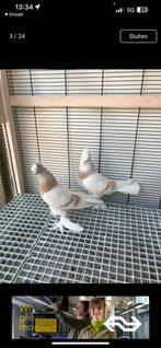 Vogels