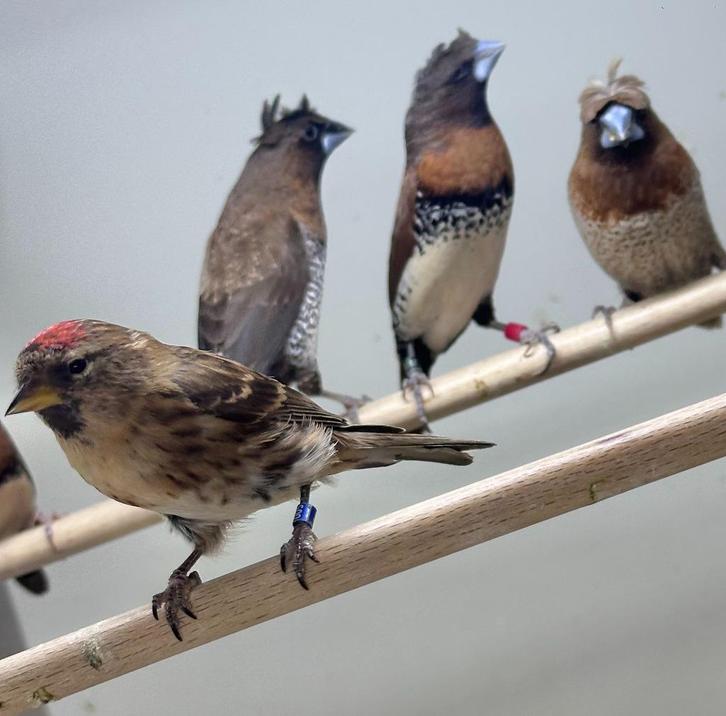 Barmsijzen mannen, Dieren en Toebehoren, Vogels | Overige Vogels, Mannelijk