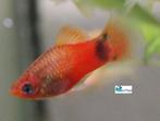 Platy "Mix", Dieren en Toebehoren, Vis, Zoetwatervis