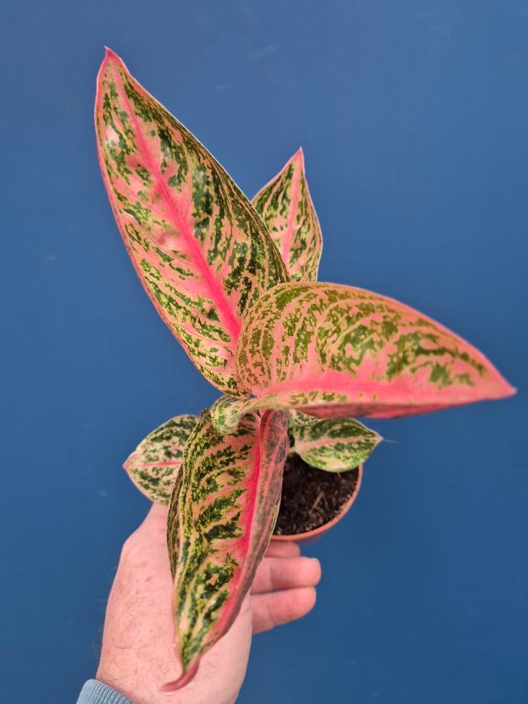 Aglaonema p9, Ophalen of Verzenden, Halfschaduw, Minder dan 100 cm