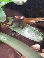 Oophaga histronica, Dieren en Toebehoren, Amfibie, 0 tot 2 jaar