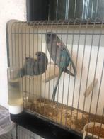 Blackface parkiet split df, Meerdere dieren, Parkiet