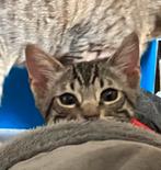 2 Bengaal kittens meisje en jongen mogen nu weg, Meerdere dieren, Gechipt, 0 tot 2 jaar