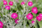 Prikneus (jonge plantjes), Tuin en Terras, Planten | Tuinplanten, Overige soorten, Volle zon, Eenjarig, Ophalen of Verzenden