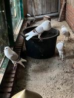 Voorburgse schildkroppers, Meerdere dieren, Overige soorten