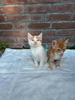 Ontmoet de schattigste DISNEY kittens !!!, Meerdere dieren, Kortharig, 0 tot 2 jaar