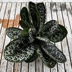 Streptocarpus Pretty Turtle, Huis en Inrichting, Ophalen of Verzenden, Overige soorten, Minder dan 100 cm