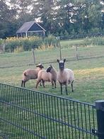 Mooie Clun Forest lammeren, Dieren en Toebehoren, Schapen, Geiten en Varkens, Meerdere dieren, Schaap, 0 tot 2 jaar