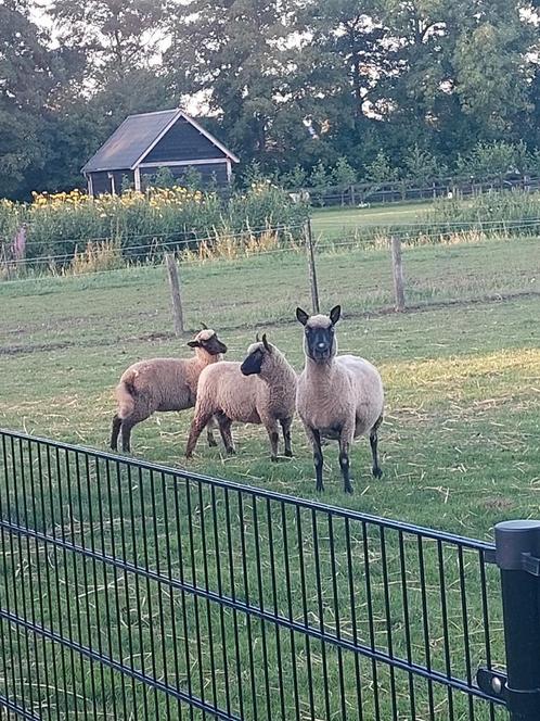 Mooie Clun Forest lammeren, Dieren en Toebehoren, Schapen, Geiten en Varkens, Schaap, Meerdere dieren, 0 tot 2 jaar