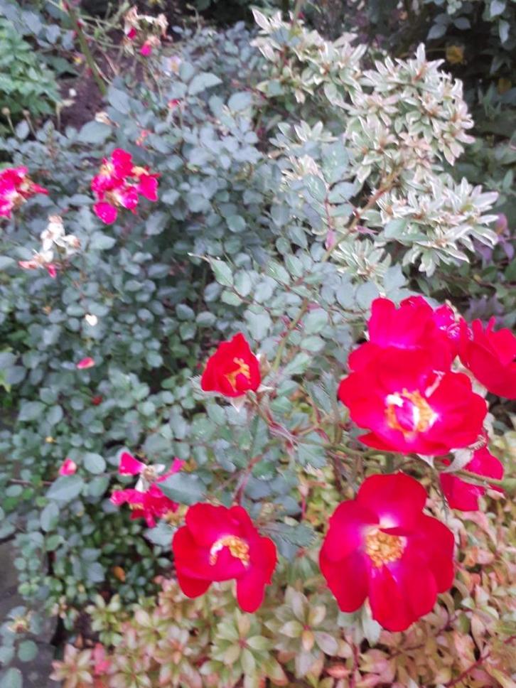 Jonge rozenstruik bloeit van de zomer tot laat in de herfst, Tuin en Terras, Planten | Struiken en Hagen, Struik, Overige soorten