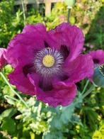 Zaden Papaver enkele paarse bloem, Verzenden, Volle zon