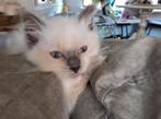 Prachtig en super lief blue point stamboom ragdoll katertje, Dieren en Toebehoren, Katten en Kittens | Raskatten | Langhaar, Kater