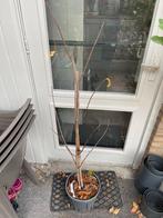 Pawpaw (Asimina triloba) in struikvorm, Overige soorten, Lente, 100 tot 250 cm, Ophalen