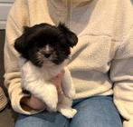 Prachtige kleinblijvende boomer pups, Dieren en Toebehoren, Honden | Chihuahua's en Gezelschapshonden, Overige rassen, CDV (hondenziekte)