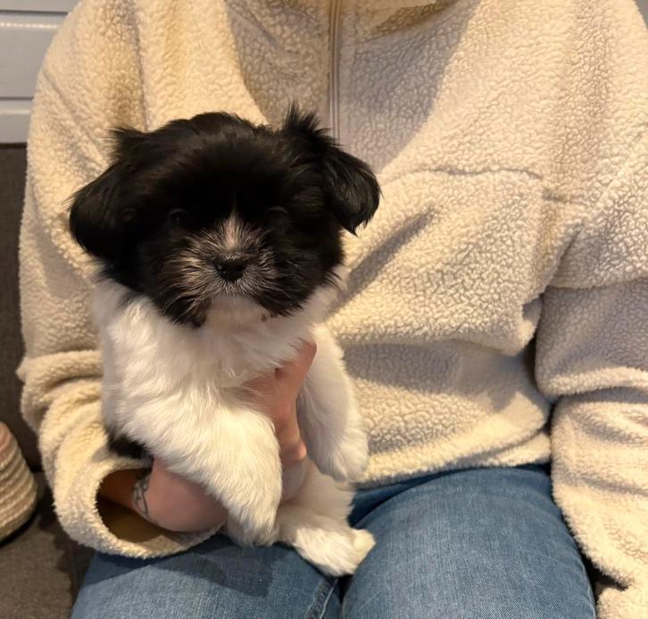 Prachtige kleinblijvende boomer pups, Dieren en Toebehoren, Honden | Chihuahua's en Gezelschapshonden, Meerdere dieren, Overige rassen