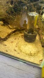 Vuurgarnalen - neocaridina, Dieren en Toebehoren, Kreeft, Krab of Garnaal