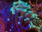 Stylophora milka, Dieren en Toebehoren, Overige typen, Zoutwatervis