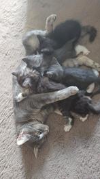 5 kittens beschikbaar, Dieren en Toebehoren, Katten en Kittens | Overige Katten, Meerdere dieren, Langharig, 0 tot 2 jaar