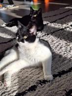 katten, Dieren en Toebehoren, Kater, Kortharig, 0 tot 2 jaar
