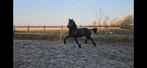 Friese barokke dekhengst, Dieren en Toebehoren, Paarden, Hengst