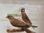 Koppel Bandvinken beschikbaar, Dieren en Toebehoren, Meerdere dieren, Tropenvogel