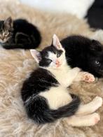 Noorse boskat kittens kruising, Dieren en Toebehoren, Meerdere dieren, Gechipt, 0 tot 2 jaar