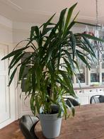 Yuca  plant, Huis en Inrichting, Ophalen of Verzenden, Halfschaduw, Minder dan 100 cm