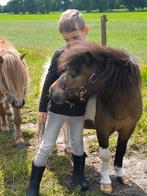 Bonte Shetland pony beleerd + betuigd, en vos kleur ruin!, Dieren en Toebehoren, Pony's, Ruin, Recreatiepony