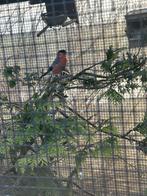 Noorse goudvink man, Dieren en Toebehoren, Vogels | Overige Vogels, Mannelijk, Wildzangvogel