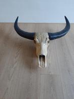 Waterbuffel schedel, Ophalen, Gebruikt, Overige soorten, Schedel