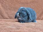 Nhd blauw bont voedster klein grijs tam hangoor rustig lief, Dieren en Toebehoren, Konijnen, Vrouwelijk, Dwerg, Hangoor, 0 tot 2 jaar