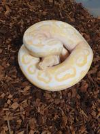 Python regius, Slang