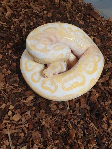 Python regius  beschikbaar voor biedingen