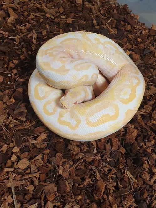 Python regius, Dieren en Toebehoren, Reptielen en Amfibieën, Slang
