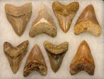 14x Megalodon haaientanden Indonesië, Ophalen of Verzenden, Fossiel