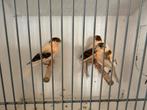 2 prachtige harlekijnen 2025, Dieren en Toebehoren, Mannelijk, Kleurkanarie