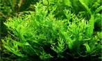 Aquarium planten, Dieren en Toebehoren, Ophalen of Verzenden, Zo goed als nieuw, Plant(en), Steen of Hout