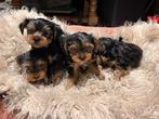Yorkshire puppy's, Yorkshire Terriër, België, Particulier, 8 tot 15 weken