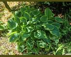 planttijd! Sedum hortentia hemelsleutel schoenlapper enz, Ophalen, Vaste plant, Overige soorten, Halfschaduw