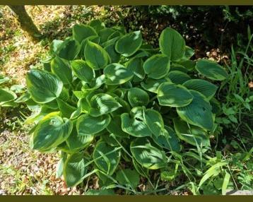 planttijd! Sedum hortentia hemelsleutel schoenlapper enz   beschikbaar voor biedingen