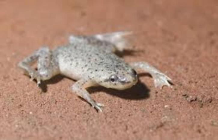 Dwergklauwkikker - kikker - leuk voor in je aquarium., Dieren en Toebehoren, Vissen | Aquariumvissen, Zoetwatervis, Vis