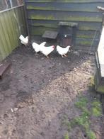 Te.koop mooie wyanandotte 3hennen plus haan, Dieren en Toebehoren, Pluimvee, Mannelijk, Kip