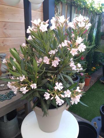 Oleander  wit/rose beschikbaar voor biedingen