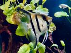 Maanvissen (Pterophyllum scalare), Vis