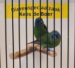 Koppel driekleur papegaaiamadine, Dieren en Toebehoren, Vogels | Overige Vogels