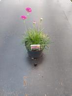 Ameria marit, Vaste plant, Halfschaduw, Zomer, Ophalen