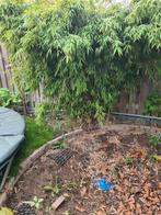 Grote niet  woekerende bamboe  gratis, Ophalen of Verzenden, Bamboe, Struik, 250 cm of meer