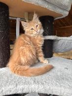Prachtige Main Coon kater, Dieren en Toebehoren, Katten en Kittens | Raskatten | Langhaar, Kater, Gechipt, 0 tot 2 jaar