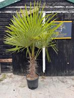 Palmboom, Ophalen of Verzenden, 100 tot 250 cm, Zomer, Palmboom