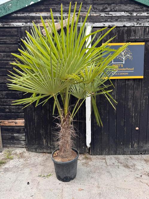 Palmboom, Tuin en Terras, Planten | Bomen, Palmboom, 100 tot 250 cm, Volle zon, Zomer, In pot, Ophalen of Verzenden